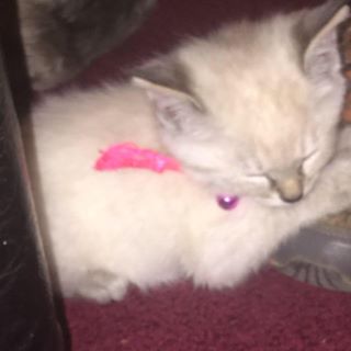 Profile Picture of Katelyn Middaugh (@katelyn.middaugh.71) on Facebook