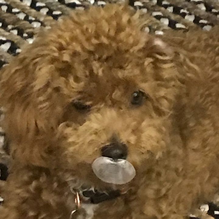 Profile Picture of Seth Spurlock (@sethspurlock_) on Tiktok