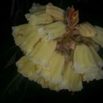 Profile Picture of Craig Forsyth (@seedawoodnursery) on Instagram