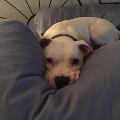 Profile Picture of Robin Radziewicz (@NeatRaz) on Twitter