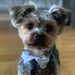 Profile Picture of Max The yorkie (@combsnoah35) on Pinterest