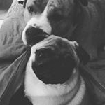 Profile Picture of maston bragg (@rosa_the_pug) on Instagram