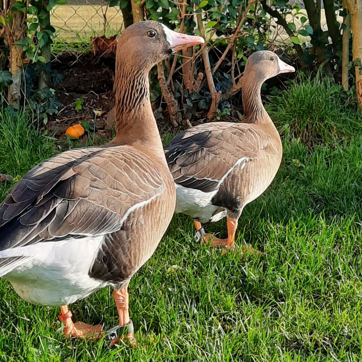 mickaelchasseur - Tiktok Profile Picture of mickaelchasseur (@mickaelchasseur) on Tiktok