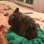 Profile Picture of 🐰Leroy🐰 (@leroy.the.bunny) on Instagram