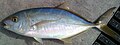 Profile Picture of Yellow jack - Wikipediaon Wikipedia