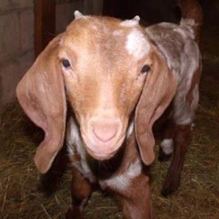 Profile Picture of Amy Mattingly (@amy.mattingly.581) on Facebook