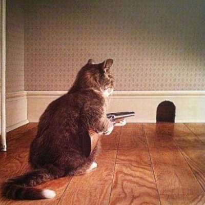 Profile Picture of Joe Schuman (@JoeSchuman8) on Twitter