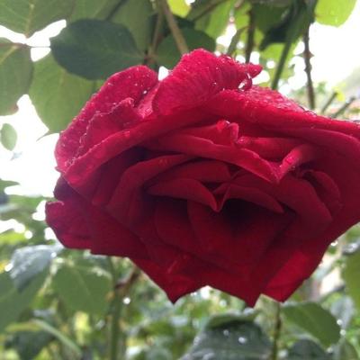 Profile Picture of Alexandra Kuznetsova (@Sladkaya_Kotya) on Twitter