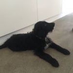 Profile Picture of HugoTheBower (@hugobower2008__) on Instagram