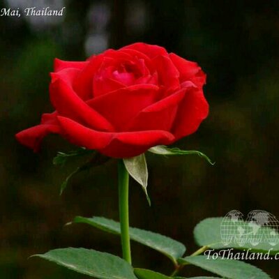 Profile Picture of Aravind Singh (@bhisham5) on Twitter