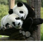 Profile Picture of Pandas Time (@pandas.time.3) on Facebook