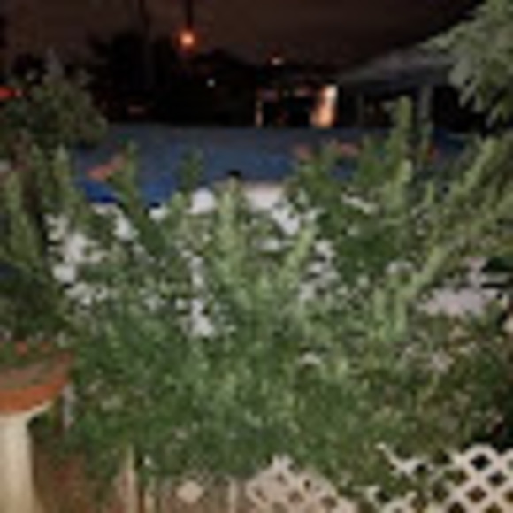 Profile Picture of Jack Herer (@jackherer619) on Poshmark