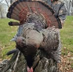 Profile Picture of Will Hanson (@Will-Hanson) on Facebook