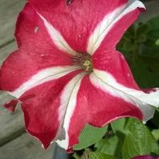 Profile Picture of Joni Dalzell (@JgiallonardoJo) on Twitter