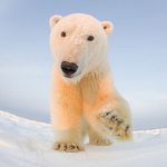 Profile Picture of Peter Ferraro (@pjf_nyc) on Instagram