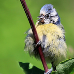 Profile Picture of Steve Higgins (@stevehimages) on Flickr