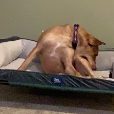 Profile Picture of Jeffrey Goodstein (@JeffreyGoodste1) on Twitter