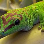 Profile Picture of david oancea (@davidvilla1973) on Instagram