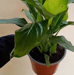 Profile Picture of Luz Green (@Dianaluz.ojeda) on Facebook