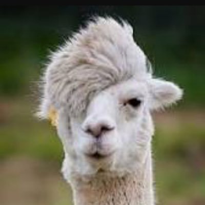 Profile Picture of Steve Peterson (@AMKcm) on Twitter