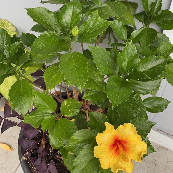 Profile Picture of Raquel García del real (@rakgarcia) on Poshmark