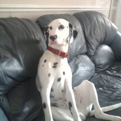 Profile Picture of Debbie Arnold (@debbiearnold13) on Twitter