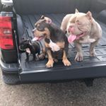 Profile Picture of Jeff Dabney (@bigdabsbullys) on Instagram