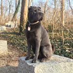 Profile Picture of Berry (@berrythesharpei) on Instagram