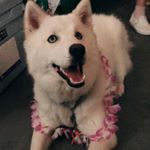 Profile Picture of King Joshua Akers (@joshythehusky) on Instagram