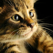 Profile Picture of Daniel Birkett (@danielbirkett2931) on Youtube