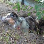 Profile Picture of April Huff (@jusnevamind) on Instagram