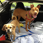 Profile Picture of Christa Wagner (@acct adoptables) on Flickr