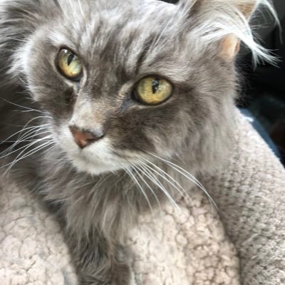 Profile Picture of Bob Scott Streitmatter (@mouseyboyz) on Twitter