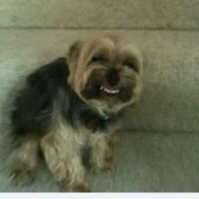 Profile Picture of Michael Pallo (@MCPallo) on Twitter