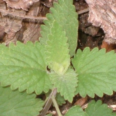 Profile Picture of Catnip (@CrackForKitty) on Twitter