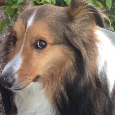 Profile Picture of Clyde Peters (@Phraseguy) on Twitter