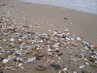 Profile Picture of Seashellon Wikipedia
