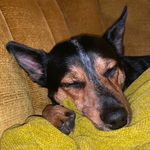 Profile Picture of Wardell “Dell” Aron (@dellthecattledog) on Instagram