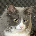 Profile Picture of 김건희 (@_geon._.vely_) on Instagram