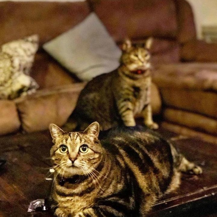 Profile Picture of cathy hess (@cathyhess0) on Tiktok