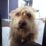 Barry Dwyer - Instagram Profile Picture of Barry Dwyer (@dogstatusbarry) on Instagram