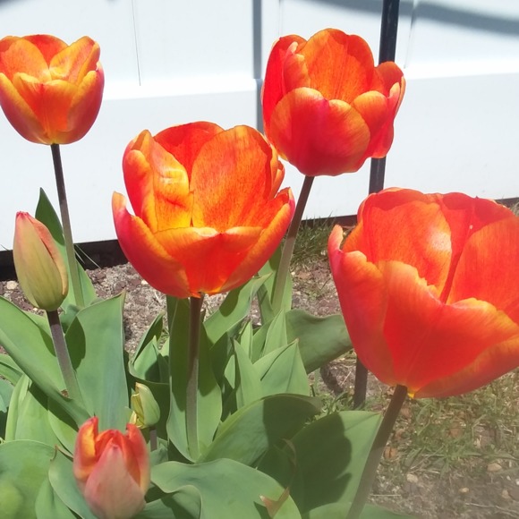 Profile Picture of Umberto Esposito (@umbertoesposito) on Poshmark