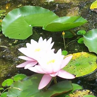 Profile Picture of Anna Maria Rizzuto (@annamaria.rizzuto.10) on Facebook