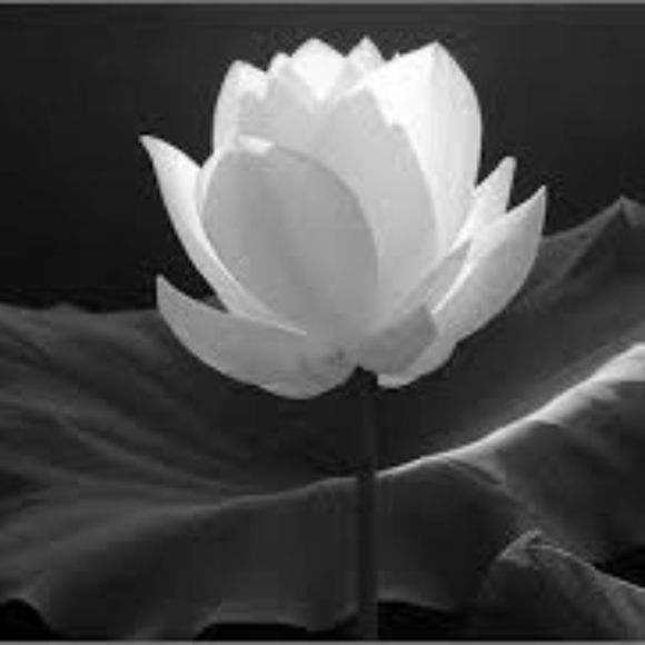 Profile Picture of Anabelle Ramirez (@iianabelle) on Poshmark