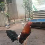 Profile Picture of Bayron Cortez (@Bayron-Cortez) on Facebook