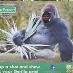 Profile Picture of Curtis Tonge (@cjboggie) on Instagram