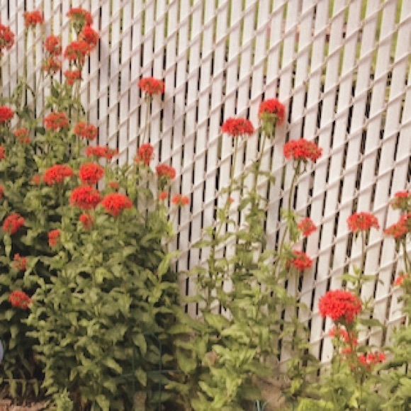 Profile Picture of Ifrah Abdillahi (@trilll101) on Poshmark