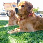 Profile Picture of Robert Ortiz (@socalragamuffin) on Instagram