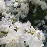 bob_haag3 - Instagram Profile Picture of bob_haag3 (@bob_haag3) on Instagram