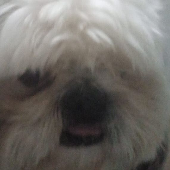 Profile Picture of adam_cohen (@adam_cohenn) on Tiktok